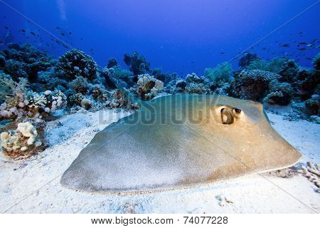 feather tail stingray
