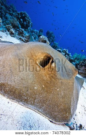 feather tail stingray