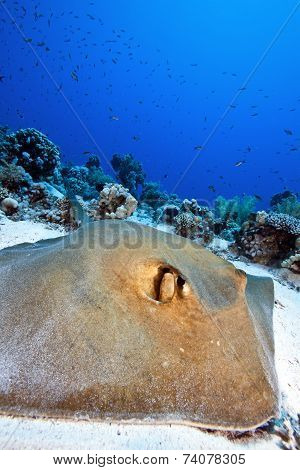 feather tail stingray