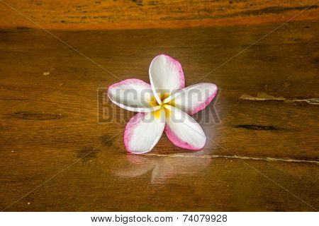 White And Pink Plumeria Flower