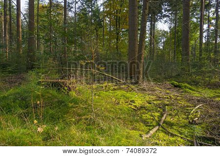 Sunny clearing in a pine forest at fall