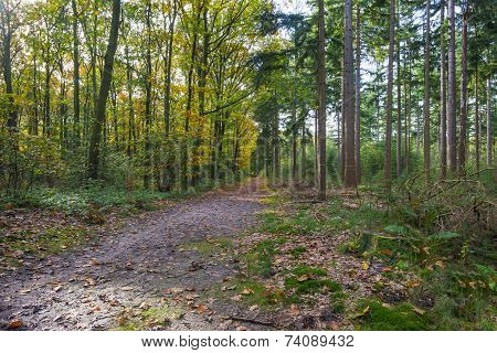 Beech forest in sunlight at fall