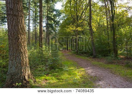 Beech forest in sunlight at fall