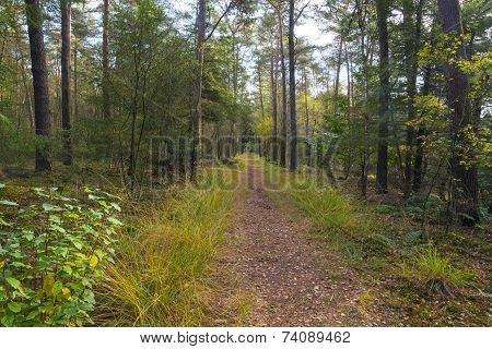 Beech forest in sunlight at fall