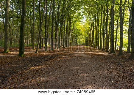 Beech forest in sunlight at fall