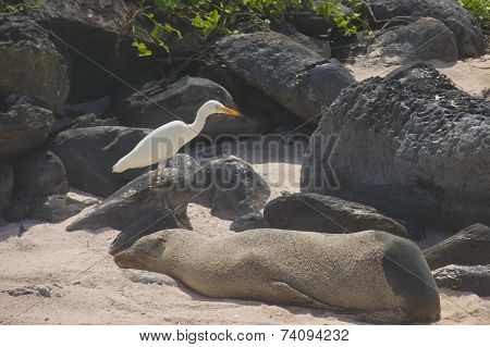 Snowy Egret with Sea Lion in Galapagos Islands