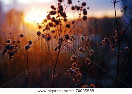 Summer sunrise