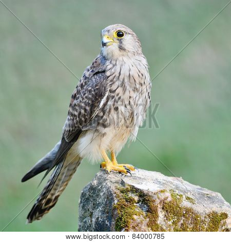 Female Common Kestrel