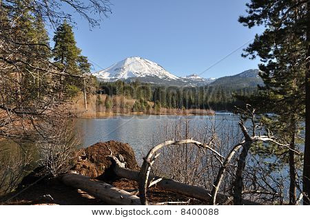 เล manzanita ในอุทยานแห่งชาติ Lassen