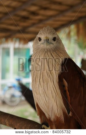hawk bird of prey hunting pet concept