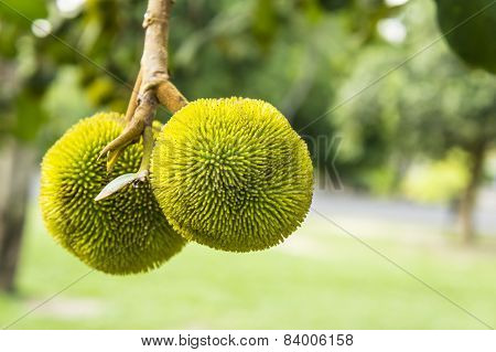 Baby Jackfruit Tree Plant Concept