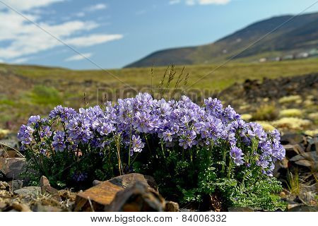 Flowers Cyanosis (polemonium Racemosum)  Of The Tundra In Chukotka.