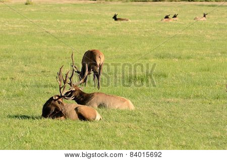 Bull Elk