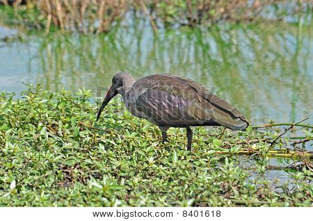 Houborg Ibis