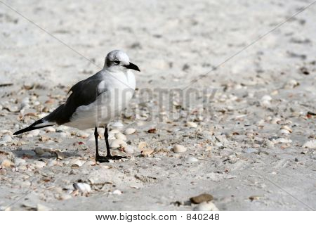 Uccello su conchiglie