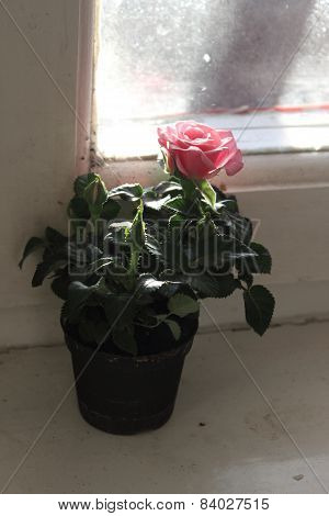 Rose in the window