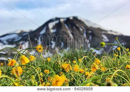 yellow flowers close-up in mountains
