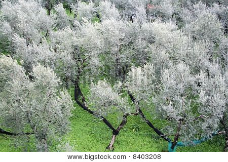 Olivenhain, Sorrento, Italien