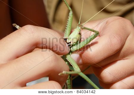 insect bites finger