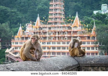 Indian Macaque Monkeys