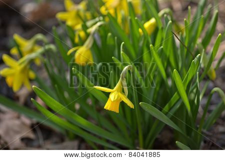 Narcissi