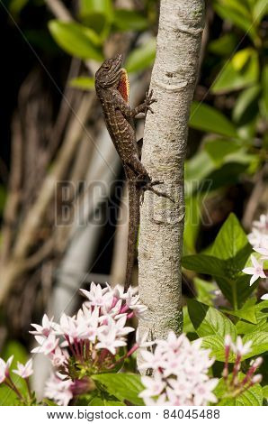Changeable Lizard
