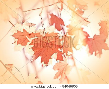 Autumn leaves