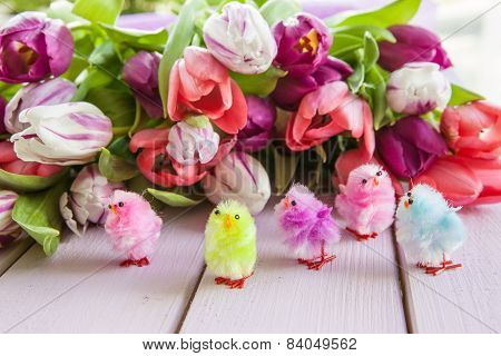 Colorful Tulips On Purple