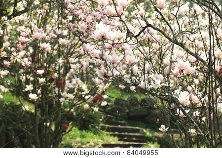 Lotus-flowered Magnolia,Large-flowered Magnolia,Southern Magnolia,Loblolly Magnolia