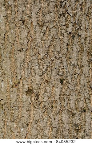 Tree Bark Background