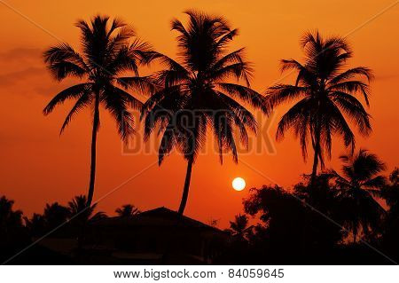 The silhouettes of Palm trees at dawn
