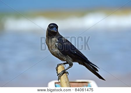 Raven