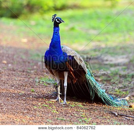Peacock