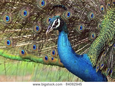 Peacock
