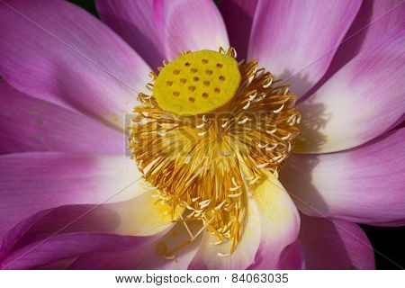 Lotus flower