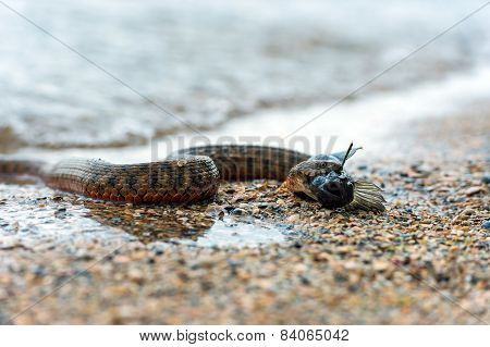 Water snake