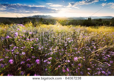Wind-blown Purple Asters At Sunset In Northern New Mexico
