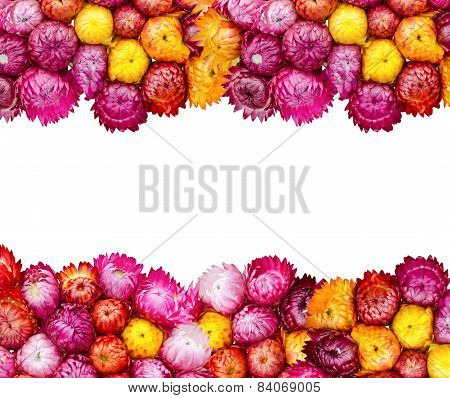 Straw Flower Or Everlasting