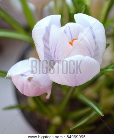 white crocuses