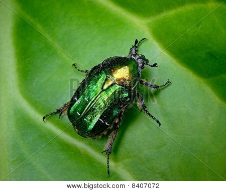 Il fiore Chafer su una foglia