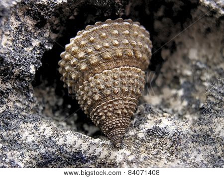 Sea Shell
