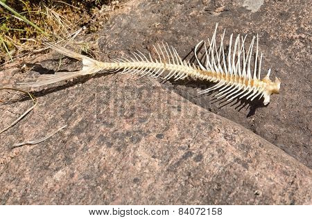Fishbone on rock