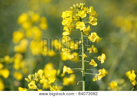 Rapeseed Plant