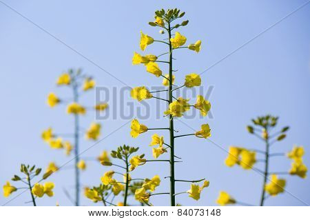 Rapeseed Plants