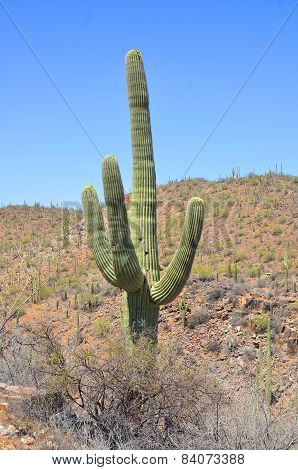 The saguaro