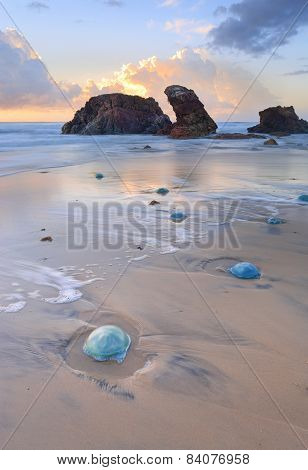 Watongo Rocks And Blue Jelly Blubber Jellyfish