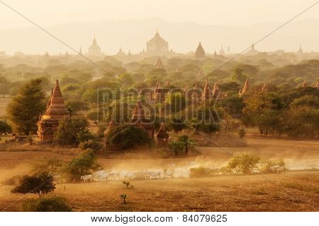 Burmese Herder Leads Cattle Herd