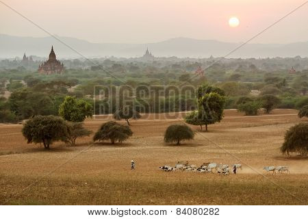 Burmese Herder Leads Cattle Herd