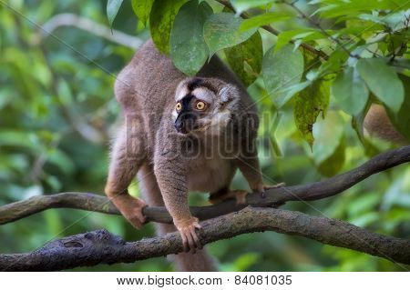 Lemur portrait