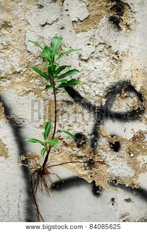 abstract the old grunge wall for background